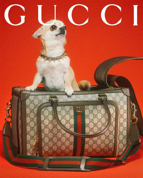 gucci dog poop bags|new Gucci pet collection.